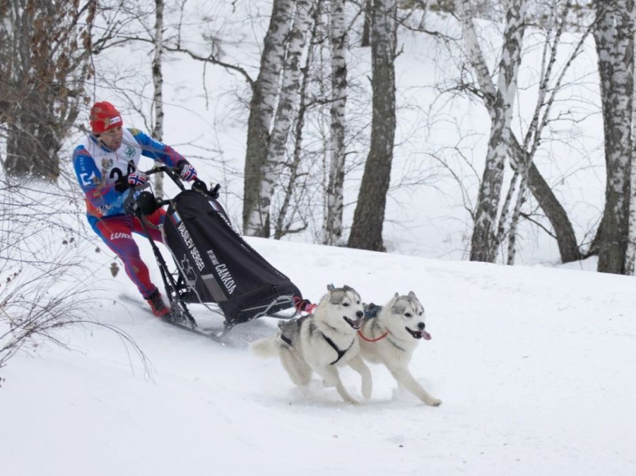 Ездовой спорт - Карпово 2024 - нарта-спринт 2 собаки - фото2