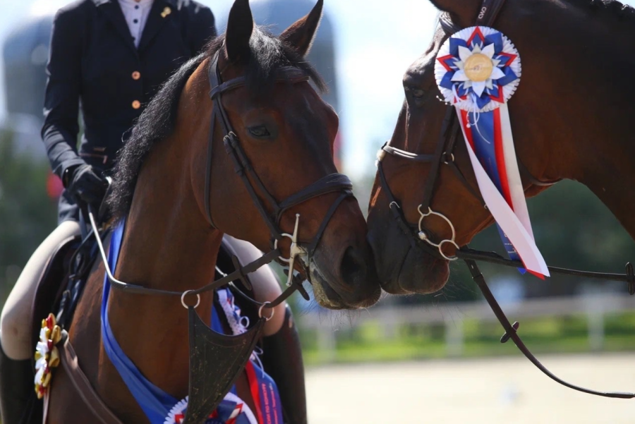 Конный спорт - Конаково конкур и троеборье - фото3