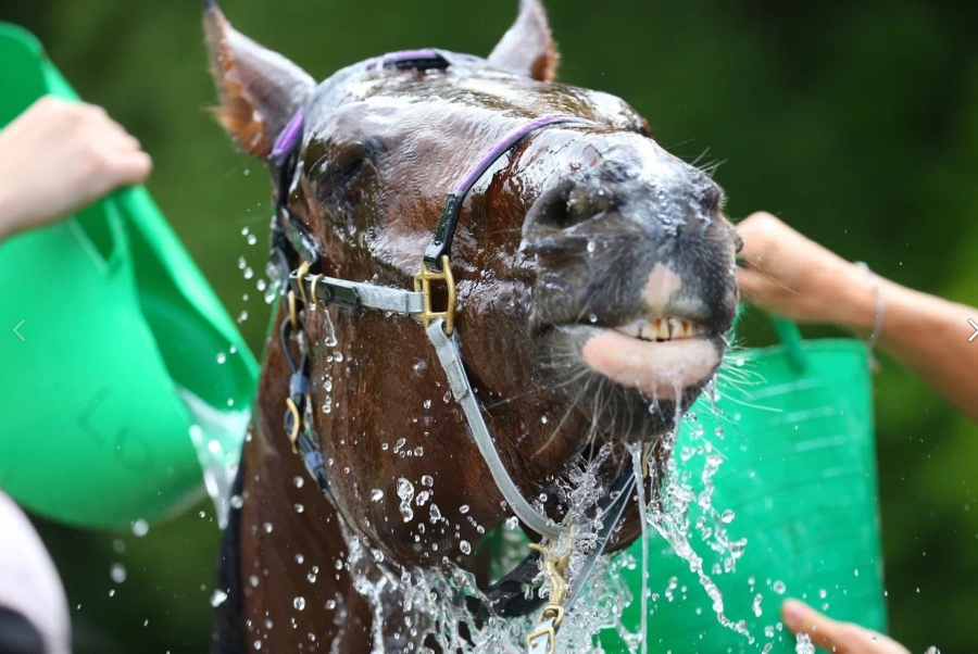 Конный спорт - пробеги КСК Отрада - фото3